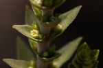 Crassula capitella subsp. nodulosa