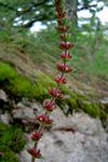 Crassula capitella subsp. nodulosa