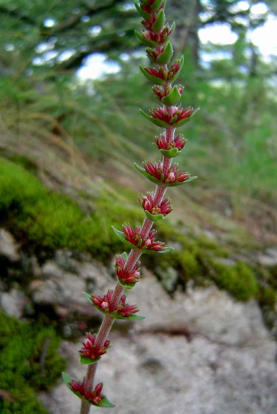 Crassula capitella subsp. nodulosa