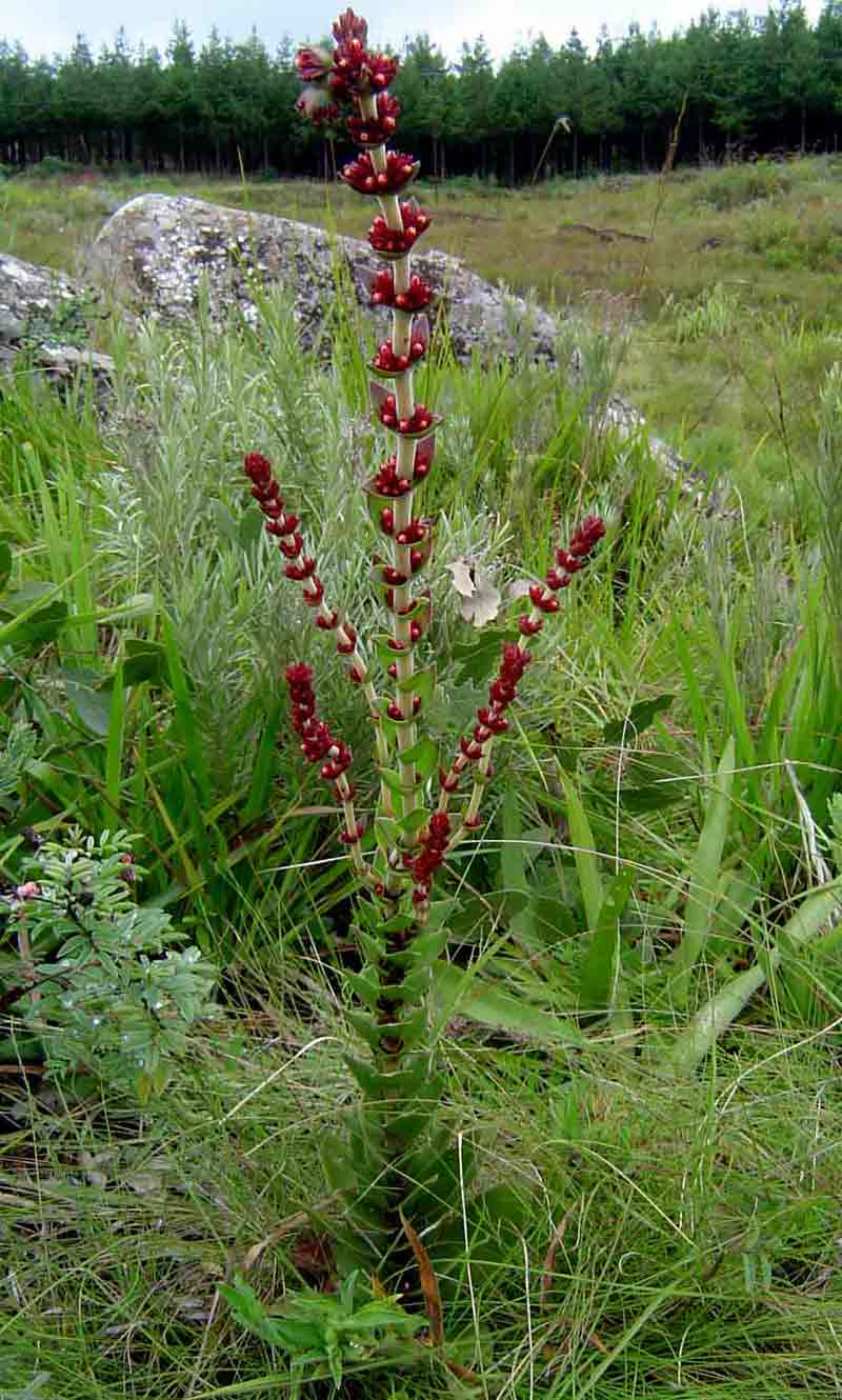 Crassula capitella subsp. nodulosa