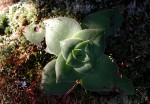 Crassula capitella subsp. nodulosa