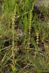 Crassula capitella subsp. nodulosa