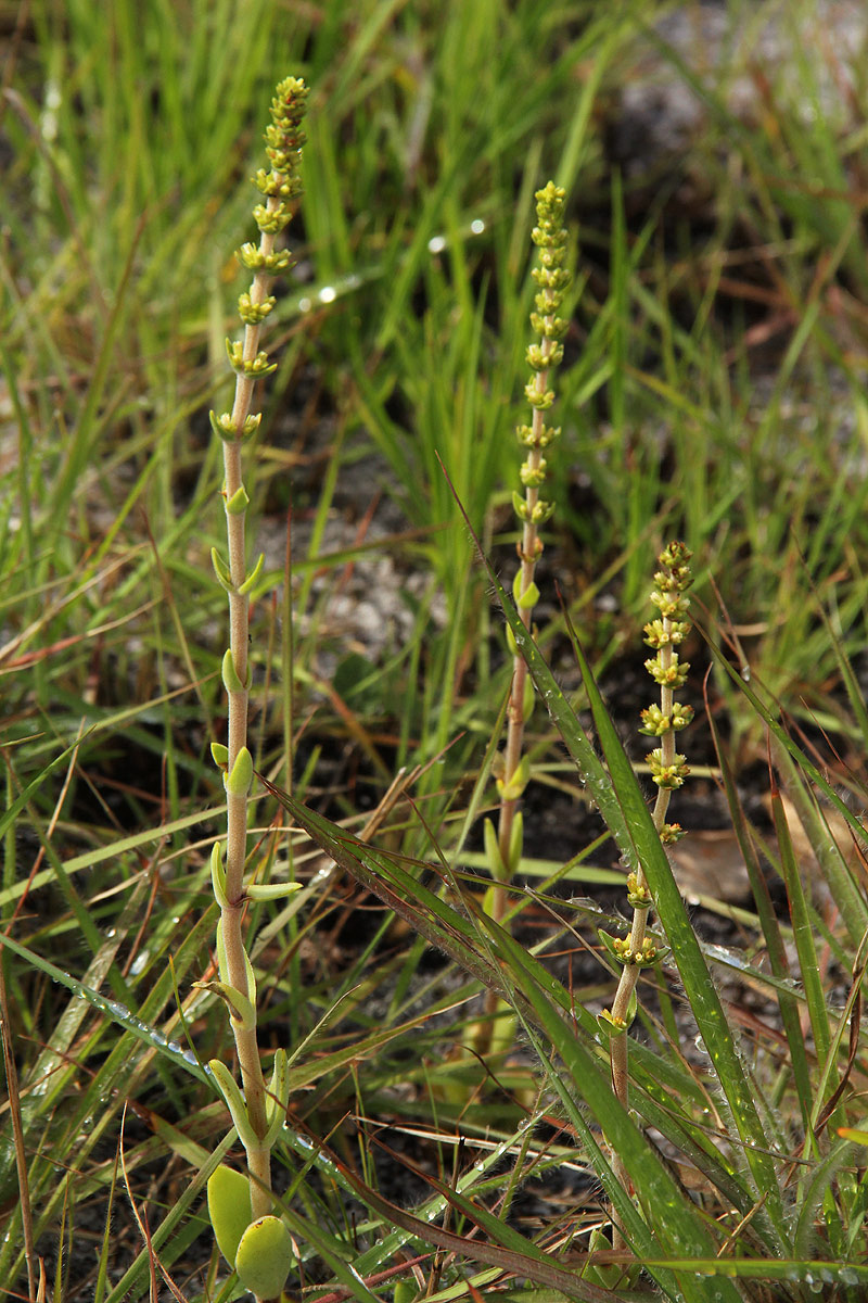 Crassula capitella subsp. nodulosa