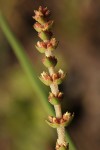 Crassula capitella subsp. nodulosa