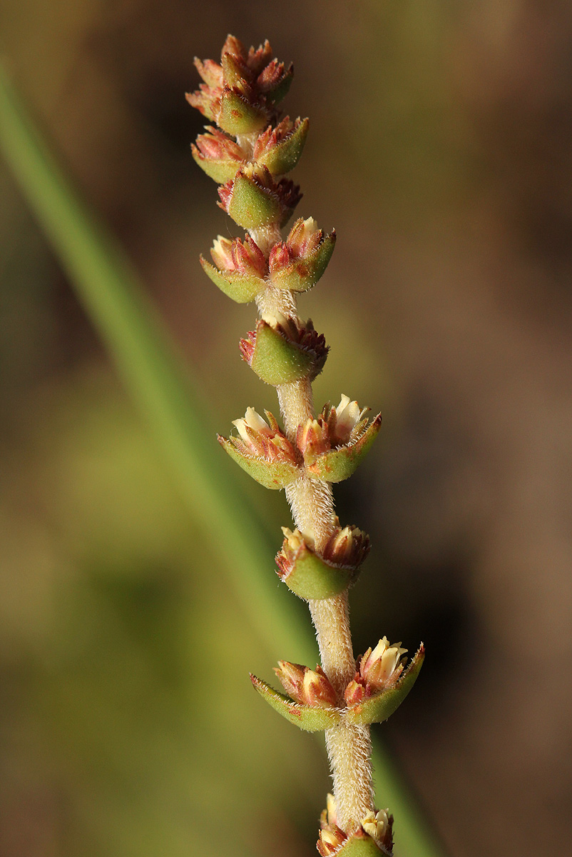 Crassula capitella subsp. nodulosa