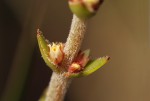 Crassula capitella subsp. nodulosa