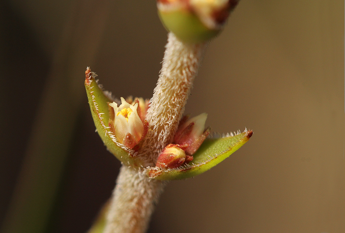 Crassula capitella subsp. nodulosa