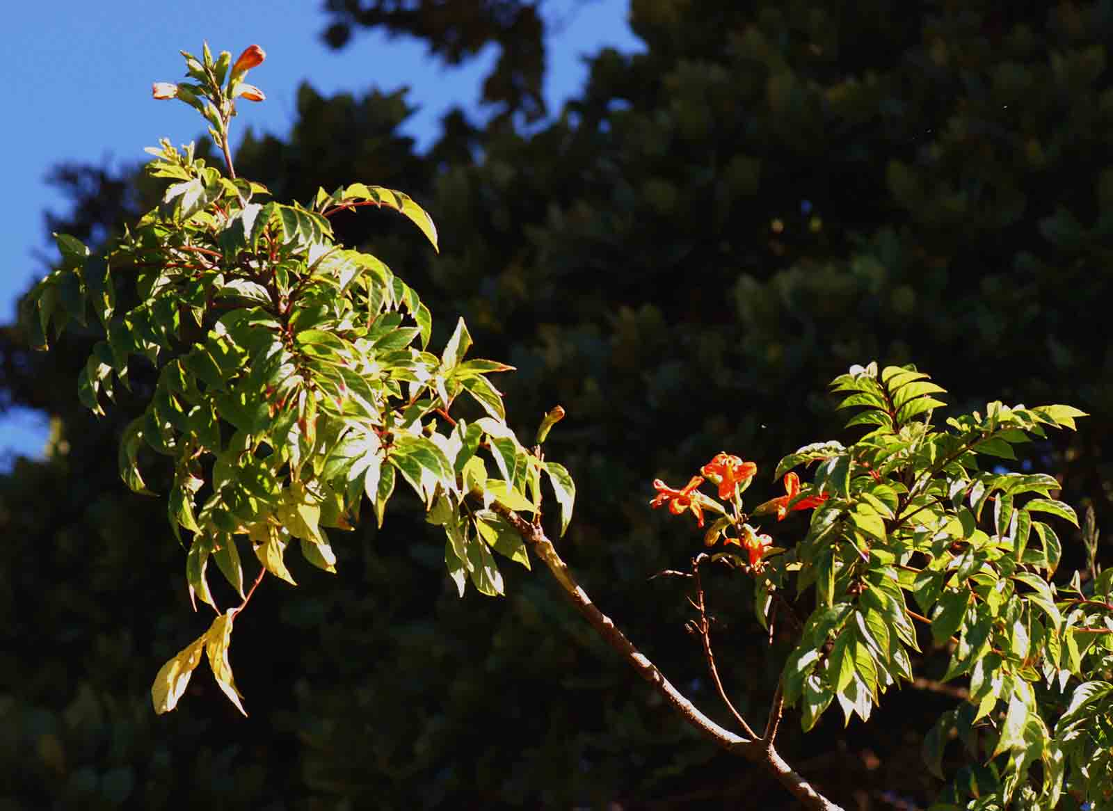 Tecomaria nyassae