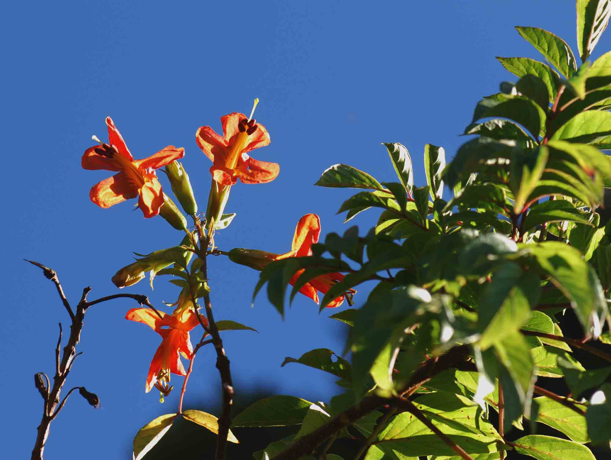 Tecomaria nyassae