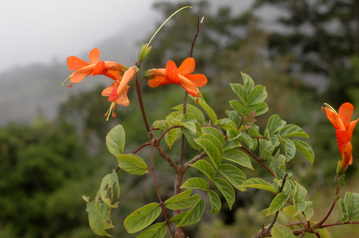 Tecomaria nyassae