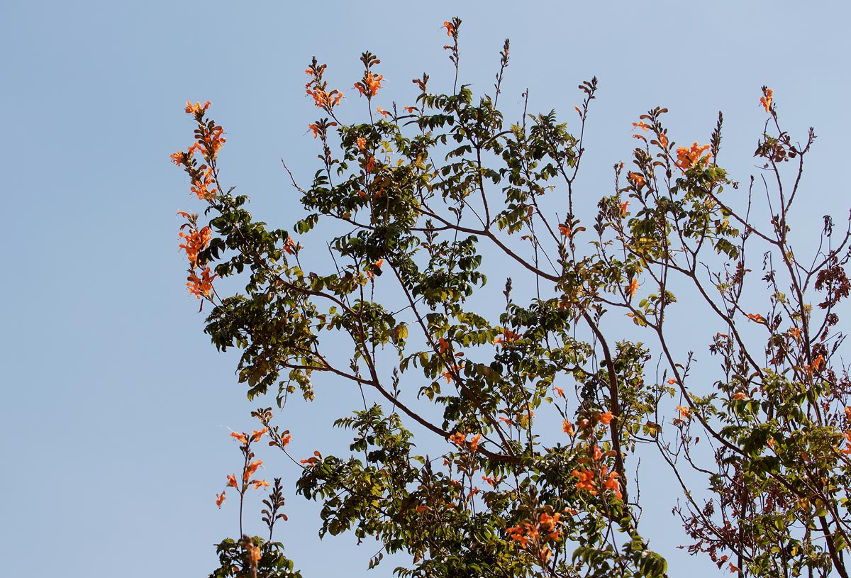 Tecomaria nyassae