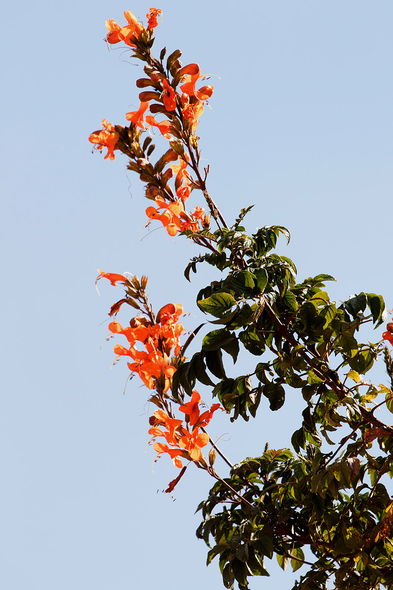 Tecomaria nyassae
