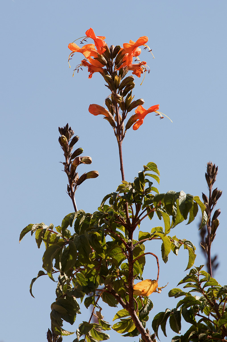 Tecomaria nyassae