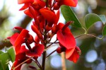 Erythrina crista-galli