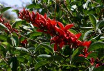 Erythrina crista-galli