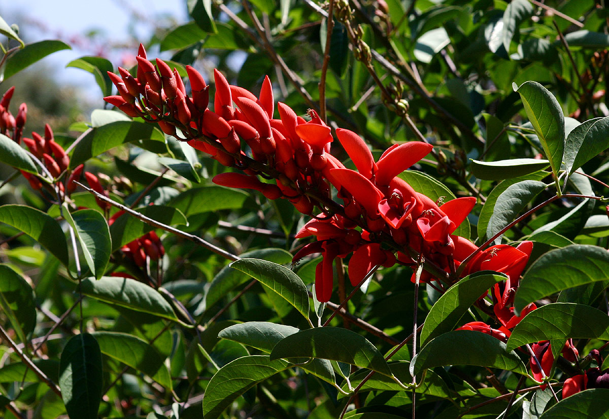 Erythrina crista-galli