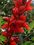 Erythrina crista-galli