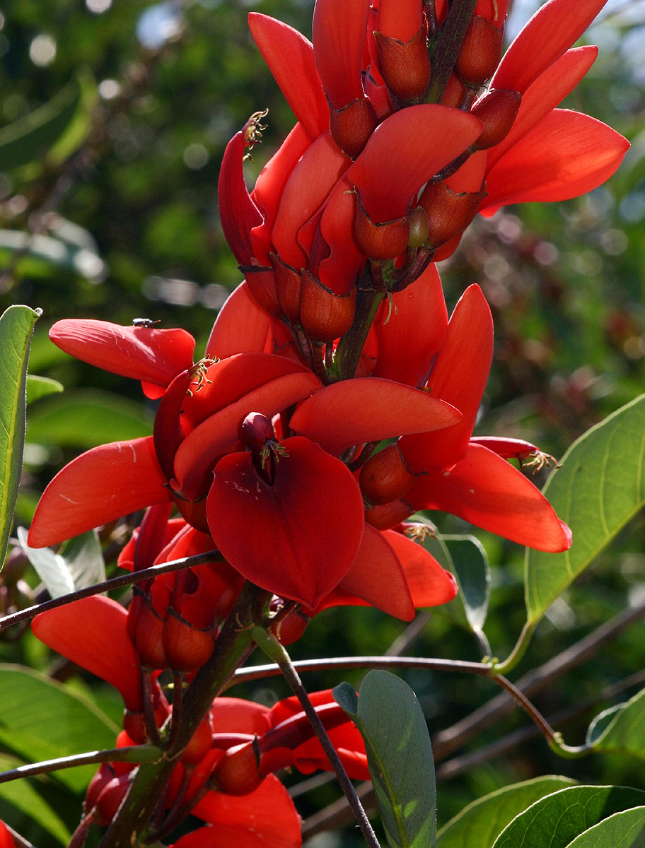 Erythrina crista-galli