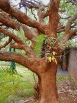 Erythrina crista-galli