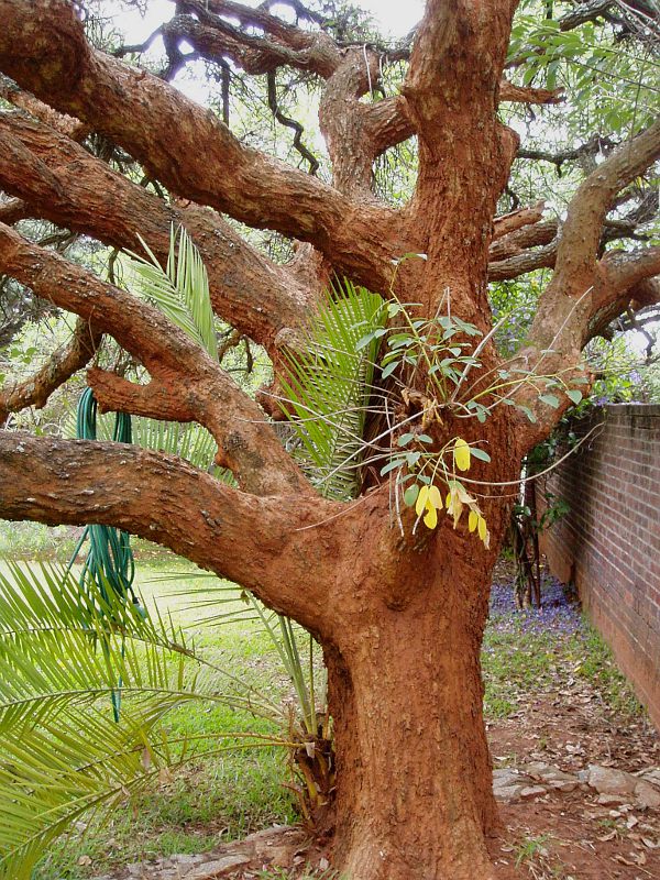 Erythrina crista-galli