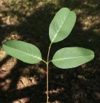 Erythrina crista-galli