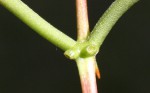Erythrina crista-galli