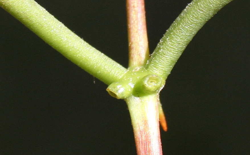Erythrina crista-galli