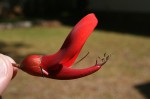 Erythrina crista-galli