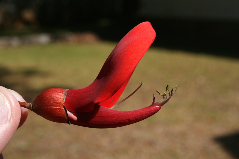 Erythrina crista-galli