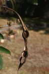 Erythrina crista-galli