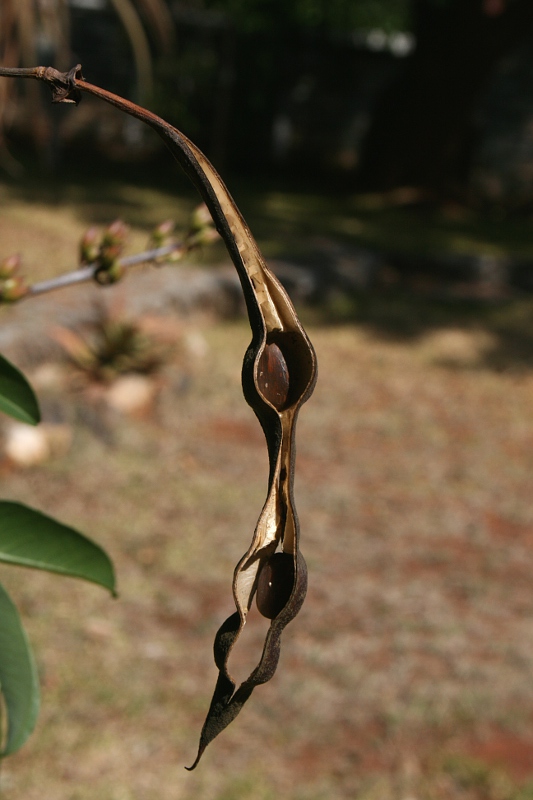 Erythrina crista-galli