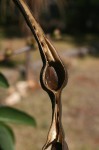 Erythrina crista-galli