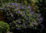 Petrea volubilis