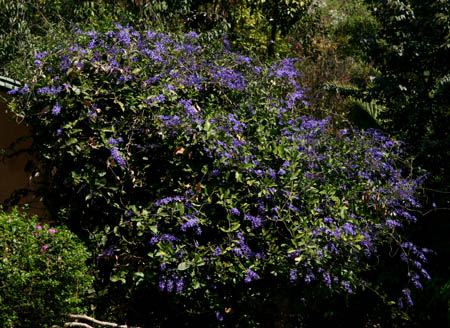 Petrea volubilis