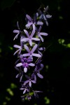 Petrea volubilis