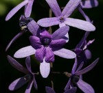 Petrea volubilis