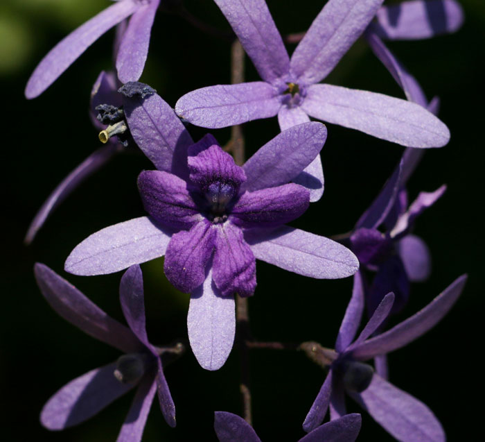 Petrea volubilis