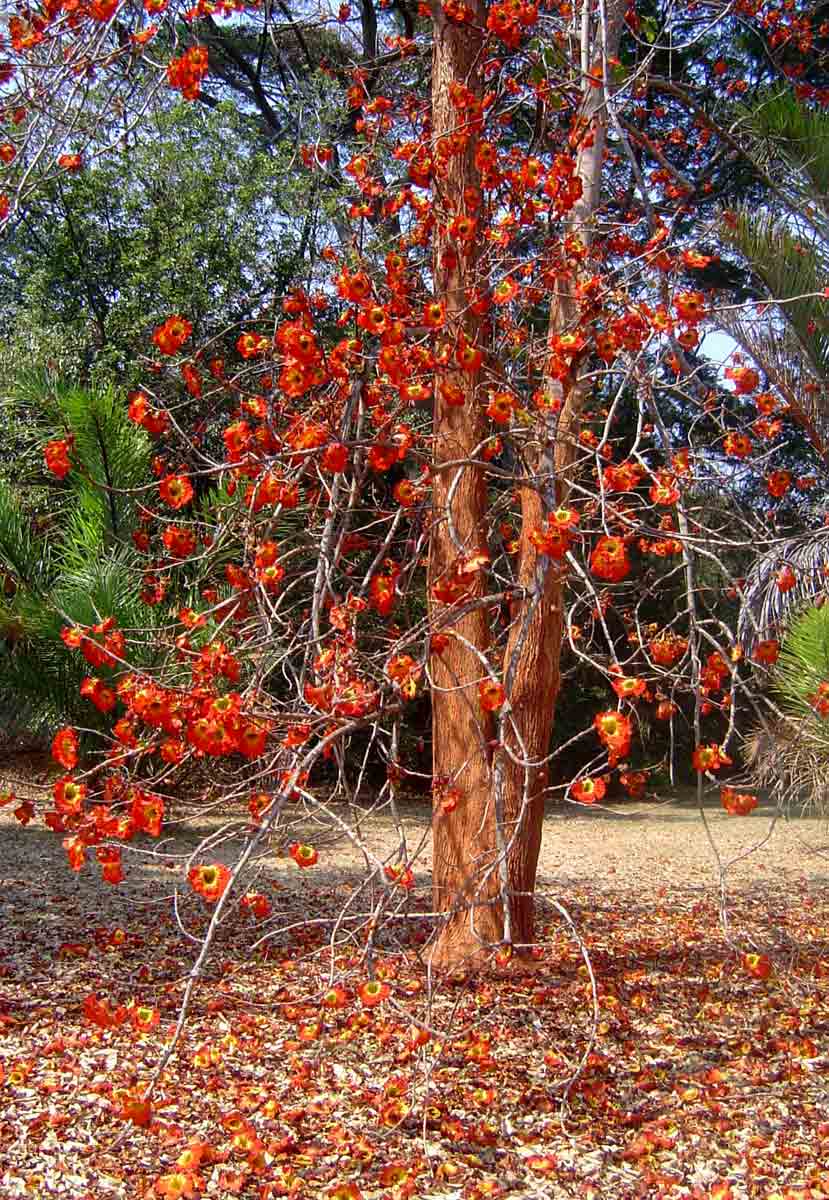 Fernandoa abbreviata