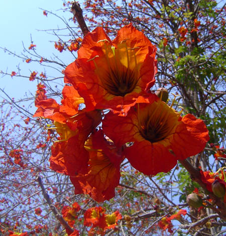 Fernandoa abbreviata