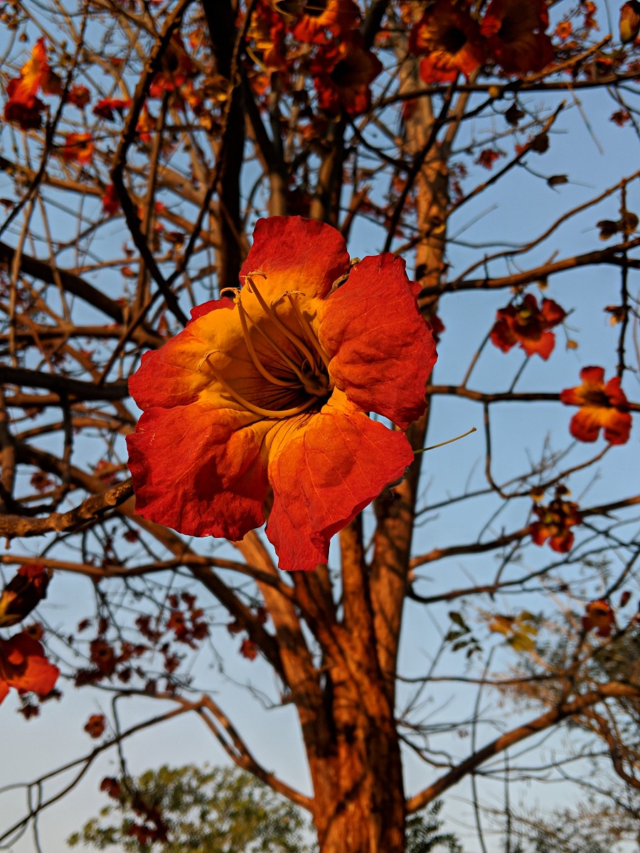 Fernandoa abbreviata Fernandoa abbreviata