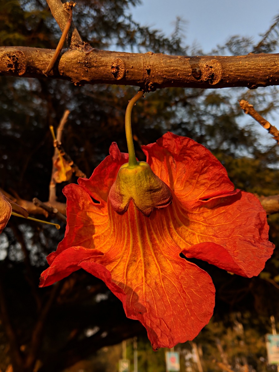 Fernandoa abbreviata