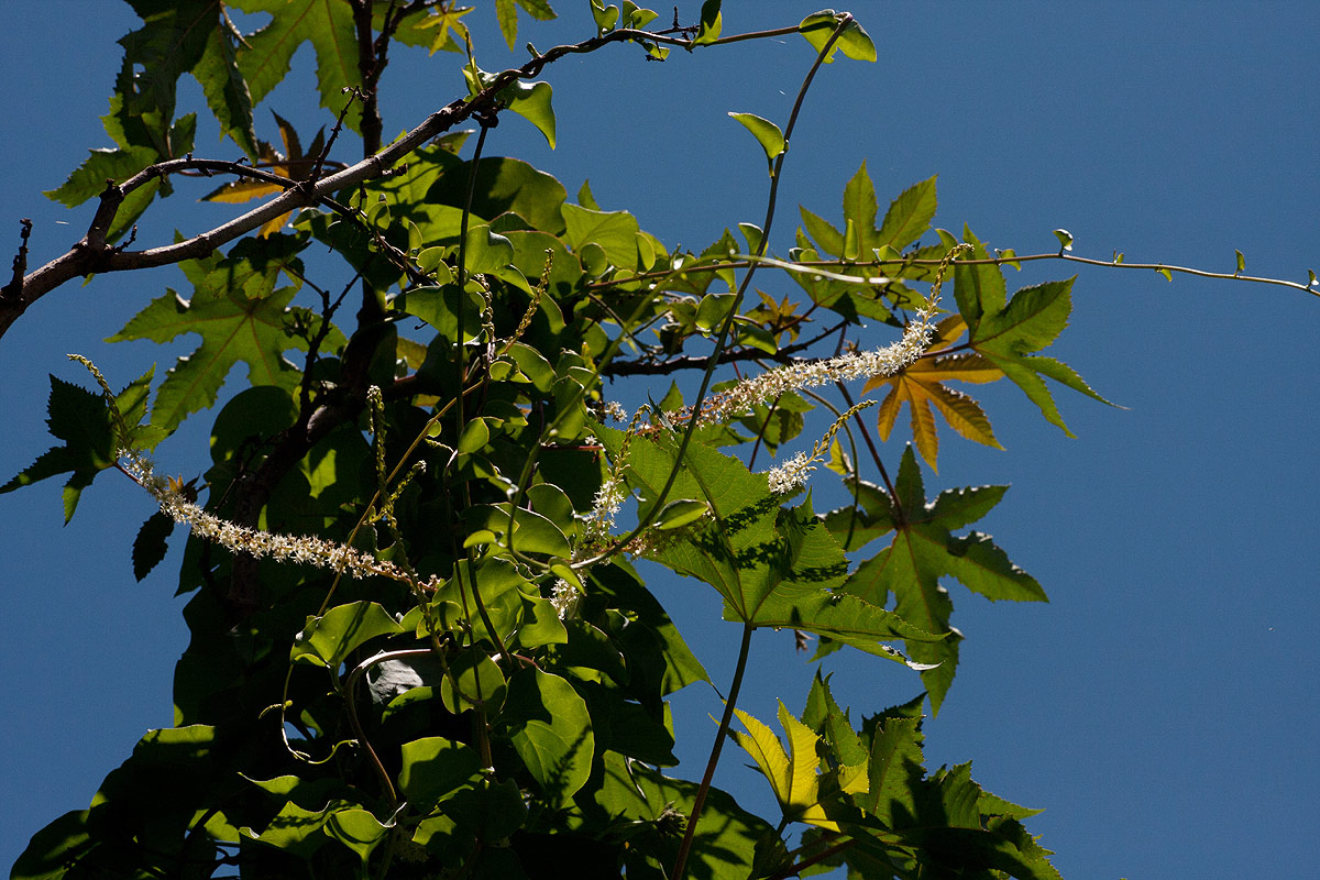 Anredera cordifolia