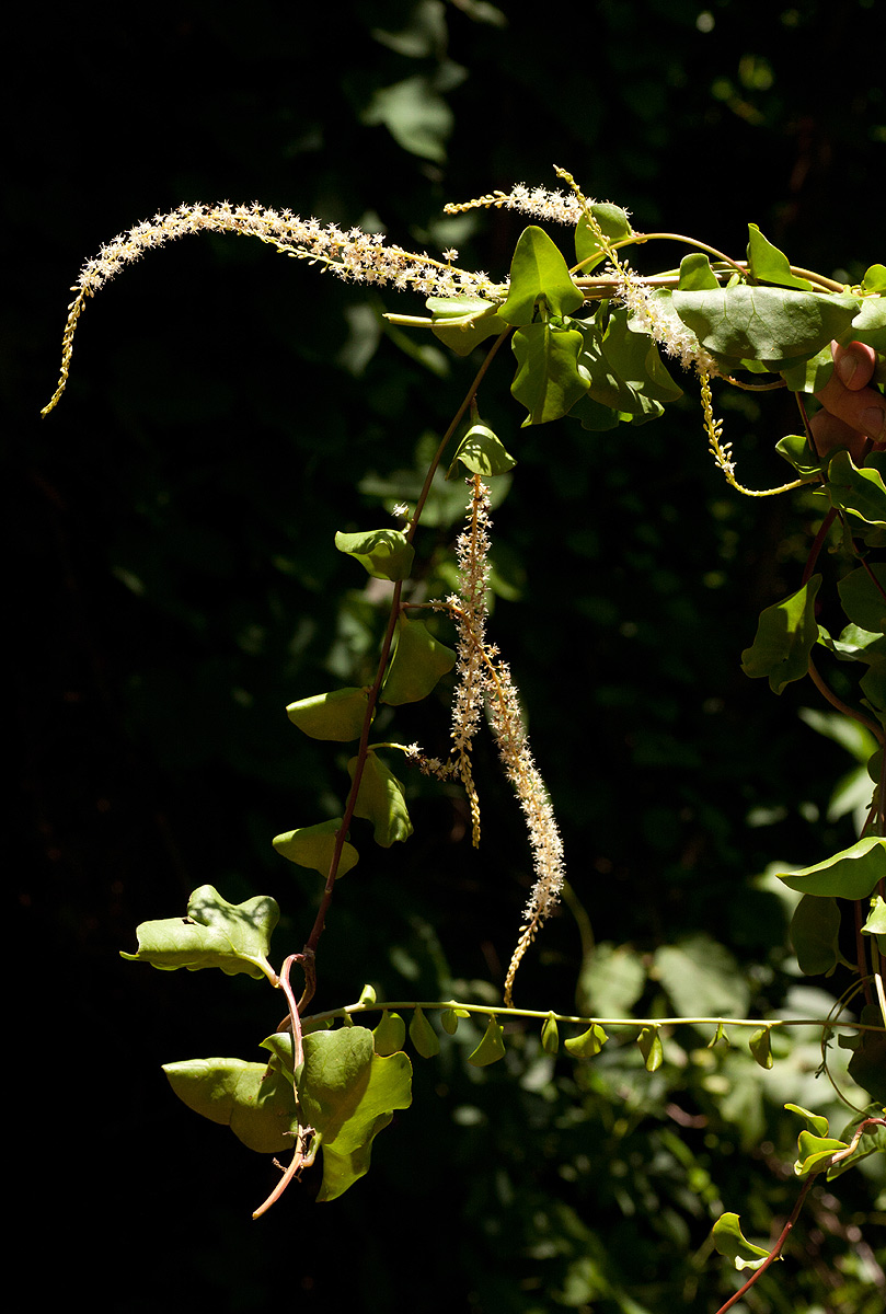 Anredera cordifolia