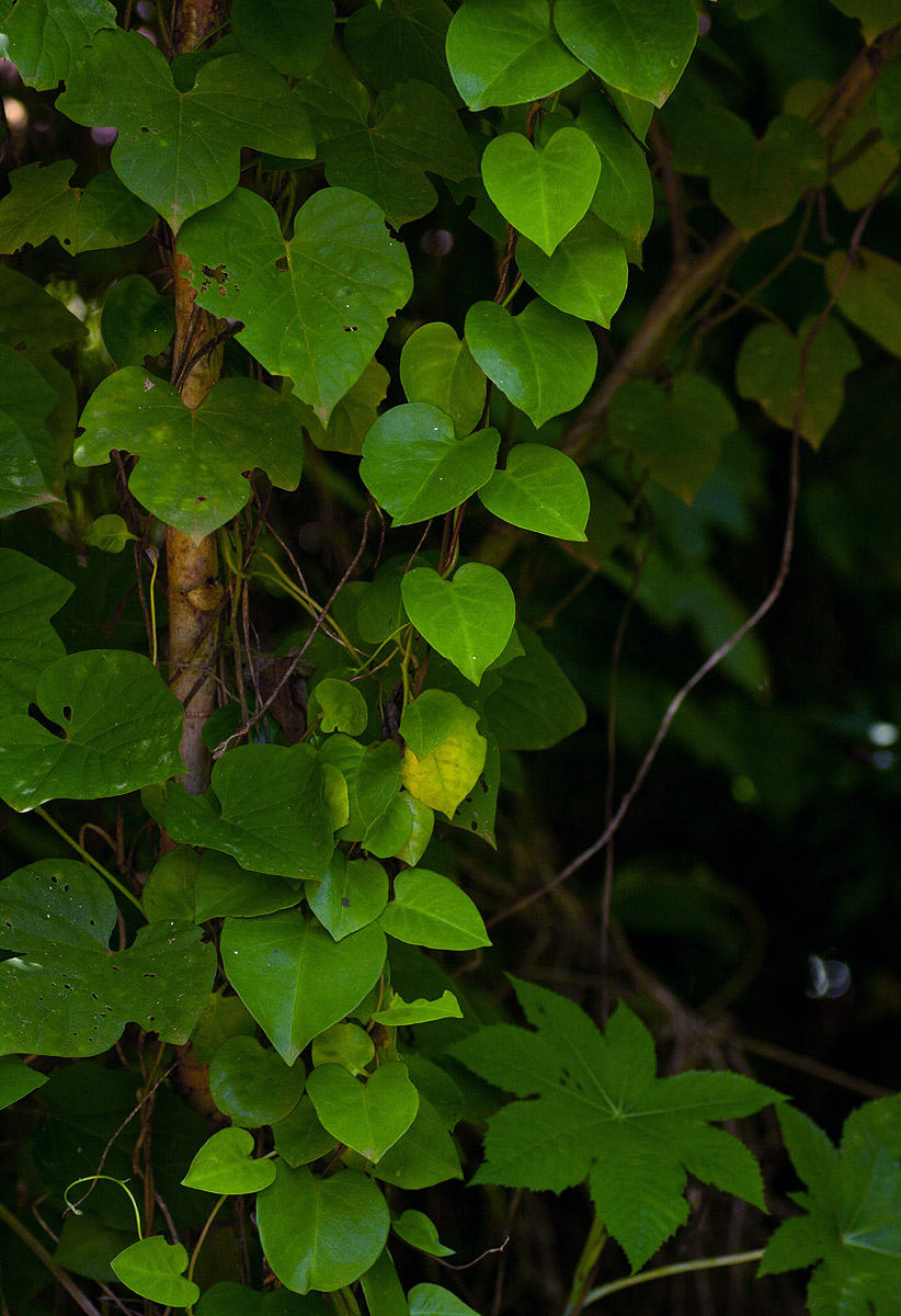 Anredera cordifolia