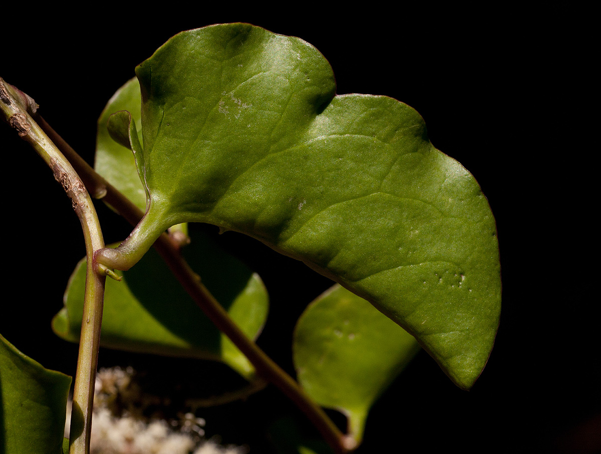 Anredera cordifolia