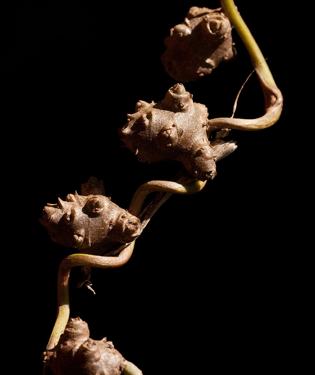 Anredera cordifolia