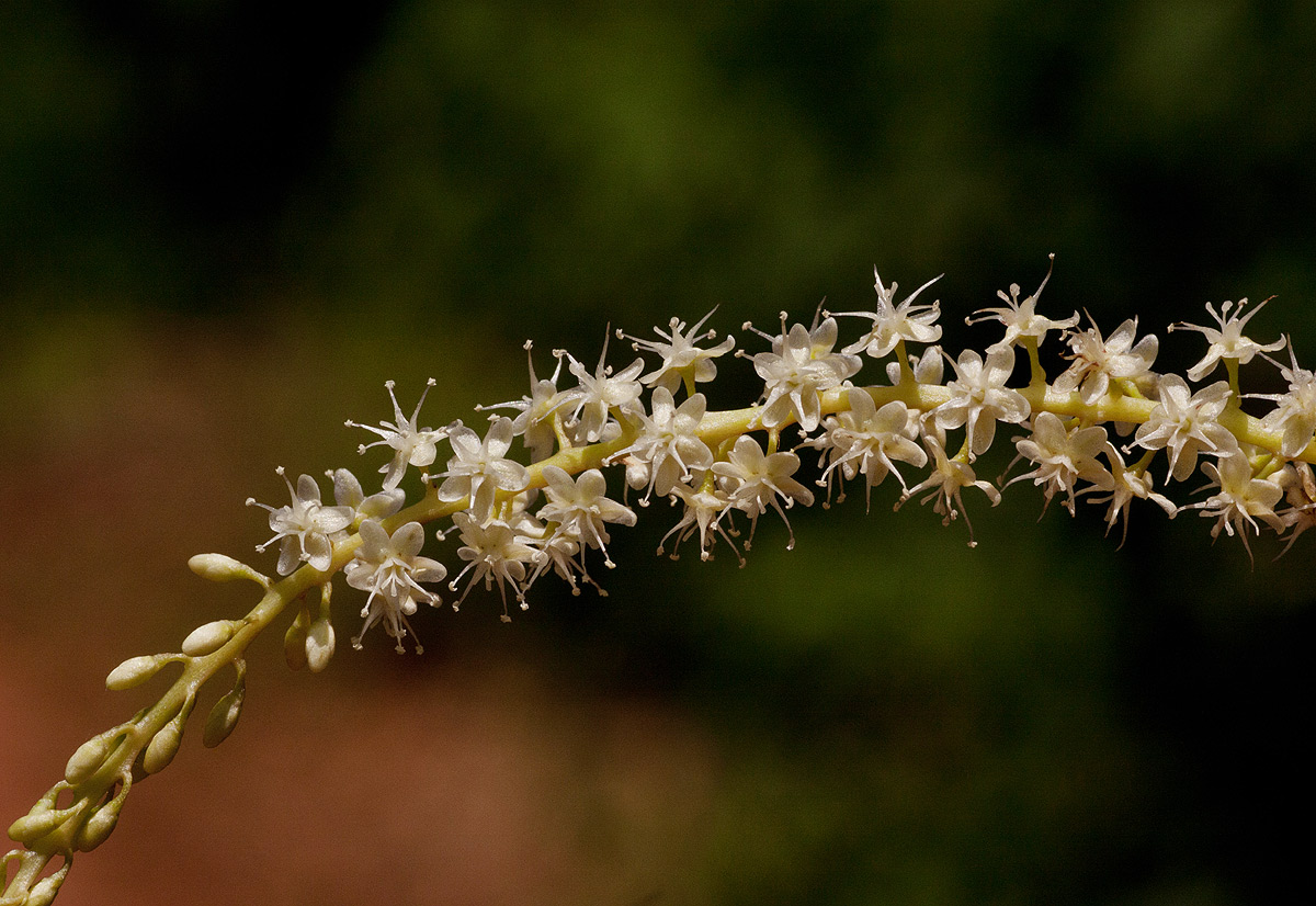 Anredera cordifolia