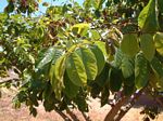 Lonchocarpus sericeus