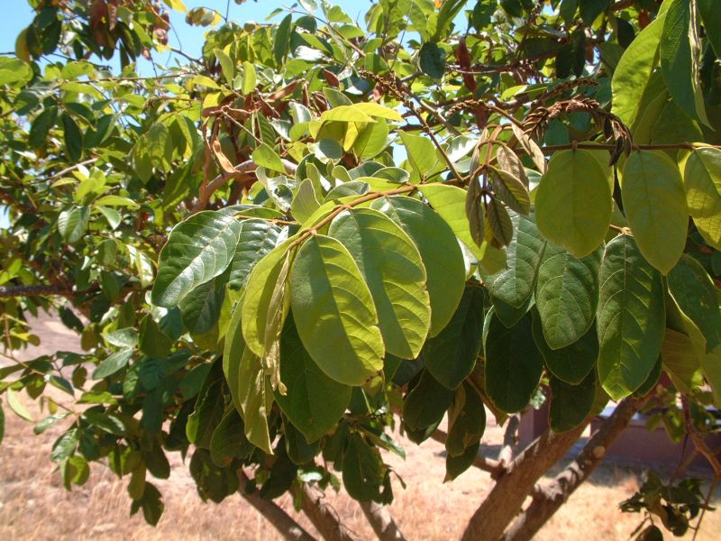 Lonchocarpus sericeus