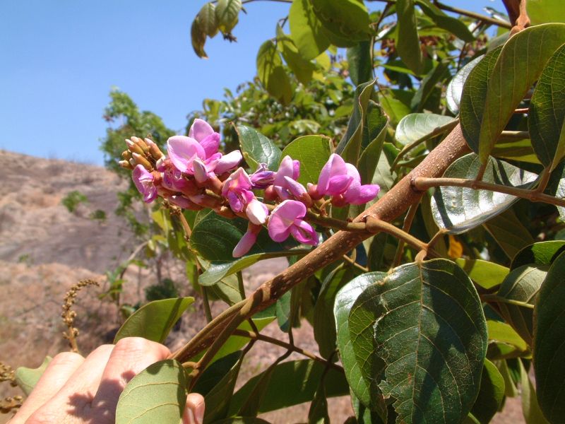 Lonchocarpus sericeus
